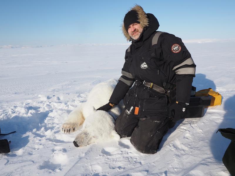 pris7 jon aars.jpg mann som sitter ved en isbjørn som er bedøvet